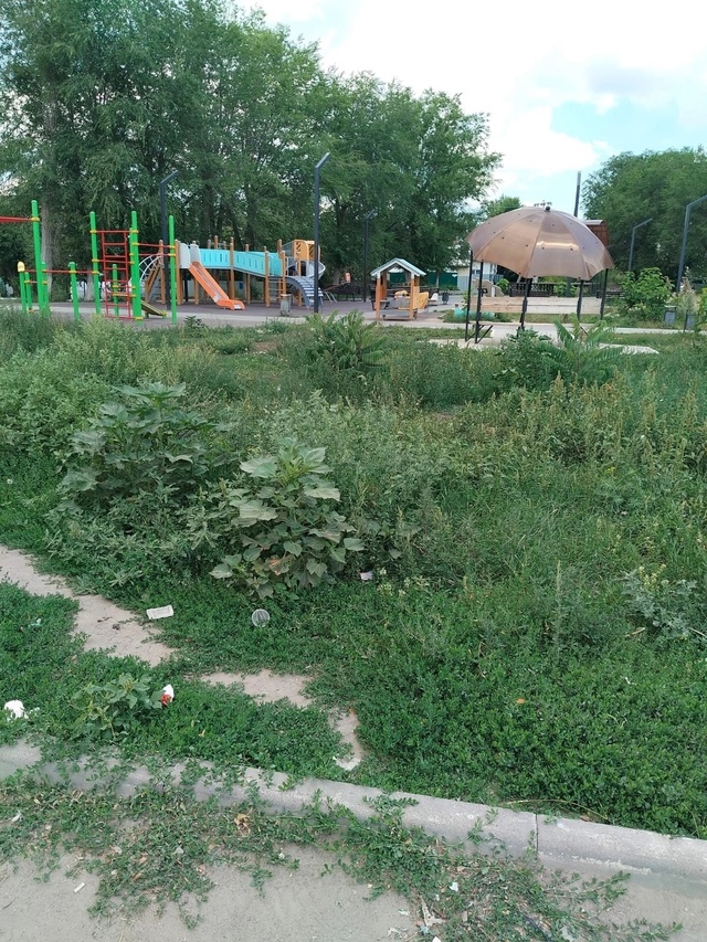 Аллею на Дом Отдыха сделали, спасибо, а кто ухаживать б?...