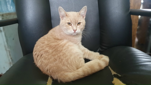 Пропала кошечка молодая.
Цвет палевый. Огромная просьб...