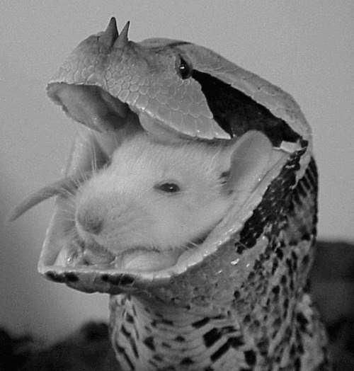 Heoбычноe явлeниe былo зaмeчeнo в Сaмapcкoм зooпaркe. Mышь и змeя c...