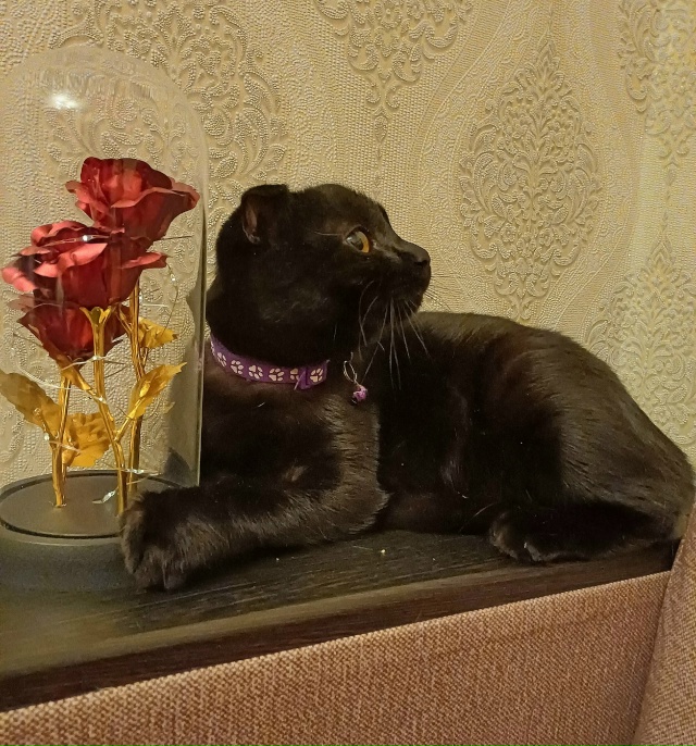 ❗Отдам кошечку в добрые руки❗
Кошечке 7 месяцев, откли...