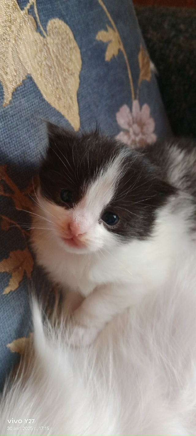 Отдам котёнка ? девочку в хорошие руки ,кушает сама к ...