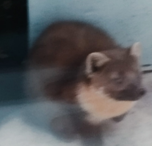 Такая животинка забежала к нам на балкон в Кулое. Разби...