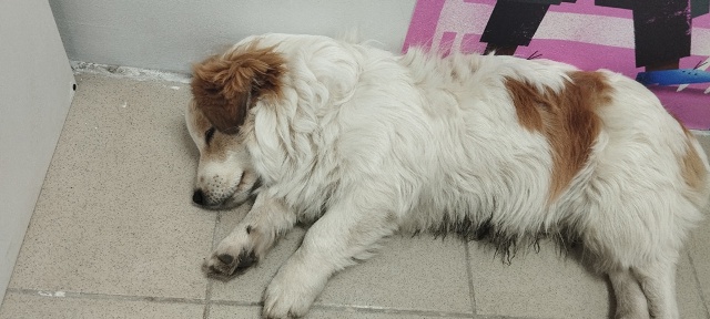 Собачка прибежала прям к ногам и не уходит. Если есть х?...