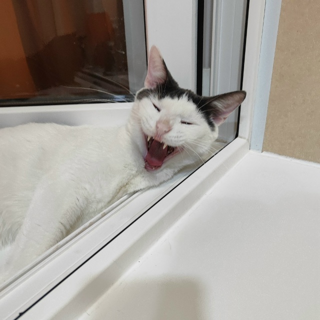 Котики не зевают - котики поют 🎶🐾🐾