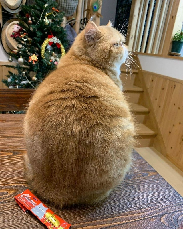 Когда не успел покормить кота вовремя !)