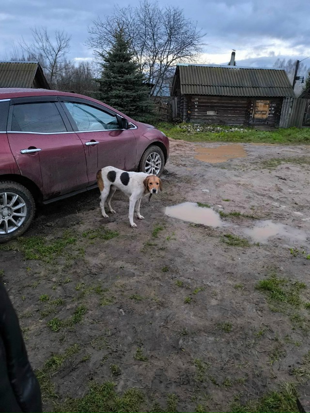 Кто потерял собаку! Вышел в Белоусове!