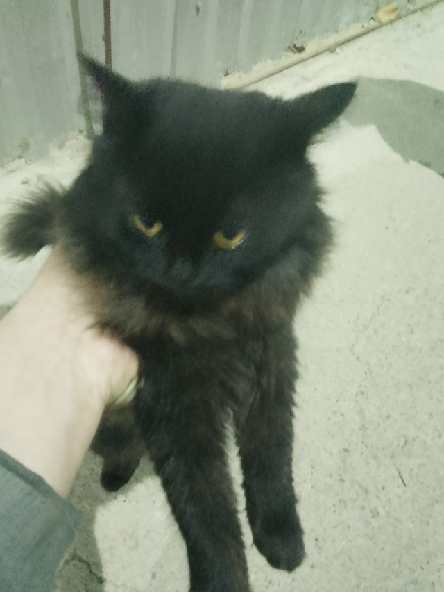 Добрый вечер, никто не терял кошку, находится возле пят...