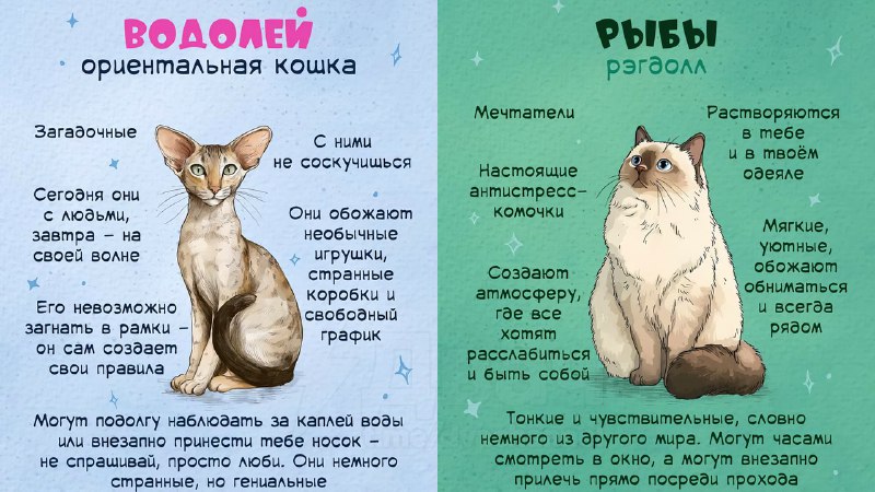 Российский астролог рассказал, какой вы кот по знаку зодиака
Ищем себя, кидаем друзьяшкам