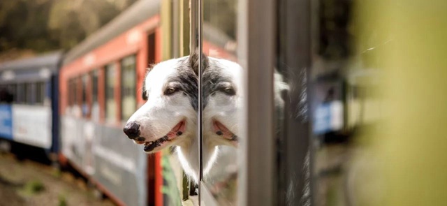 🐶 РЖД добавили опцию выбора места для питомца в вагон?...