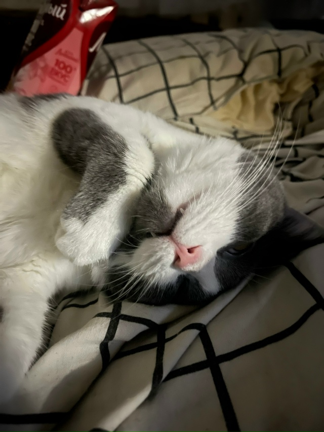 Мой поросеночек по кличке Сёмский