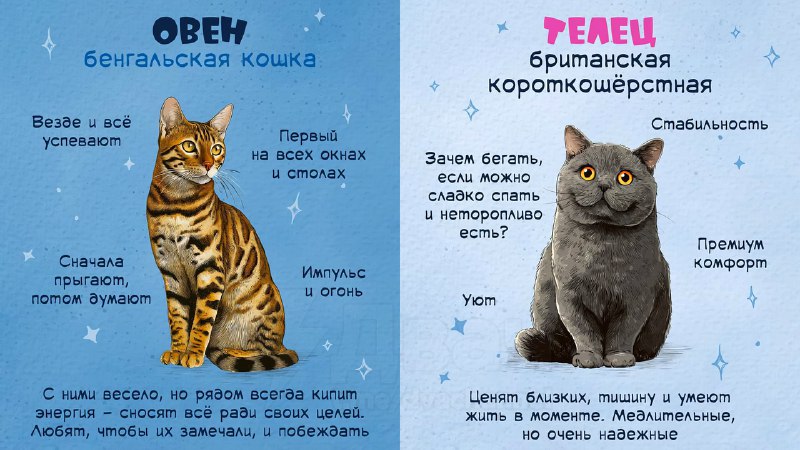 Российский астролог рассказал, какой вы кот по знаку зодиака
Ищем себя, кидаем друзьяшкам