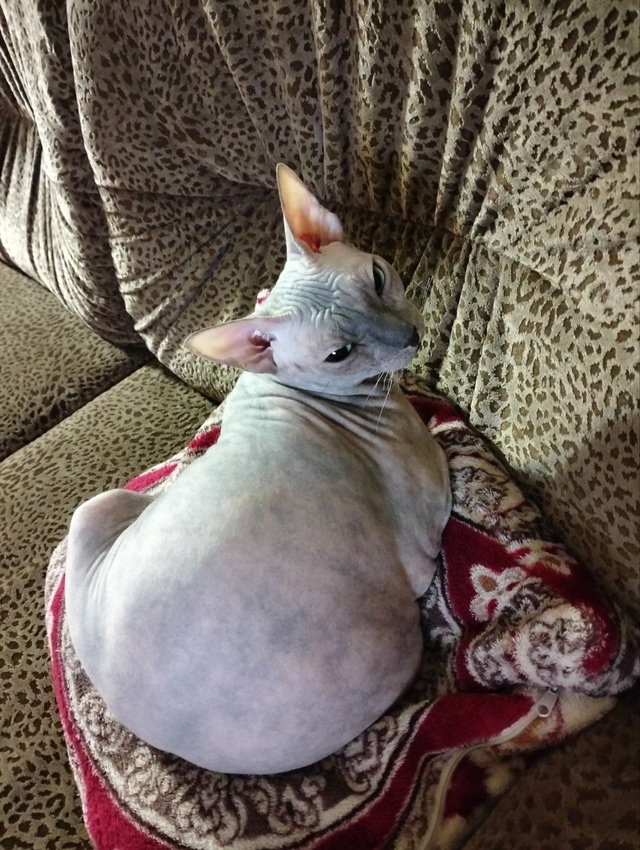 Бусинда😸