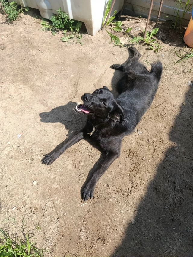 Ищу дом для этой замечательной девочки! 🌟🐶
Она очень ...