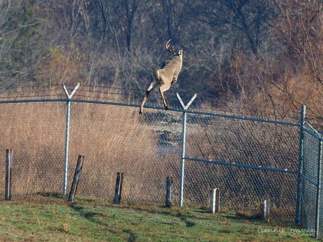 Белохвостый олень: Их рога — биомесиво, а болезнь зомб?...