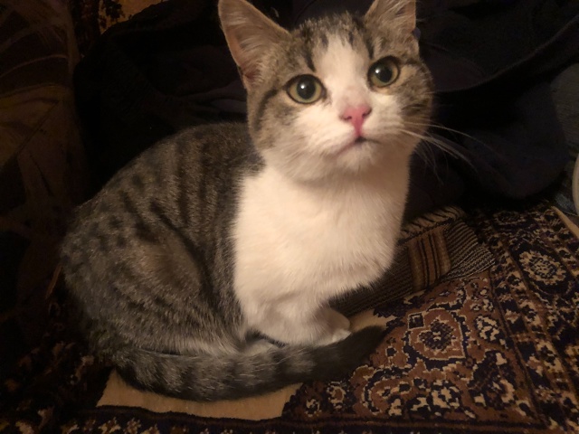 Прибилась кошечка на Суворова .может кто потерял ,себе ...