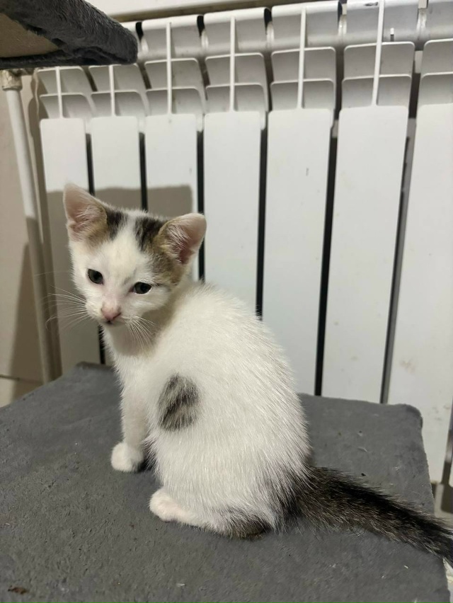 Отдам котят в добрые руки, приучены к лотку, домашние, в...