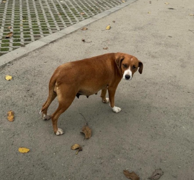 Чья собака ? Глубоко беременная без глаза , возле пятер?...