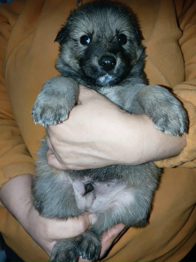 Ищем хозяев щенкам. Все кобели. Обработаны от блох и гл?...