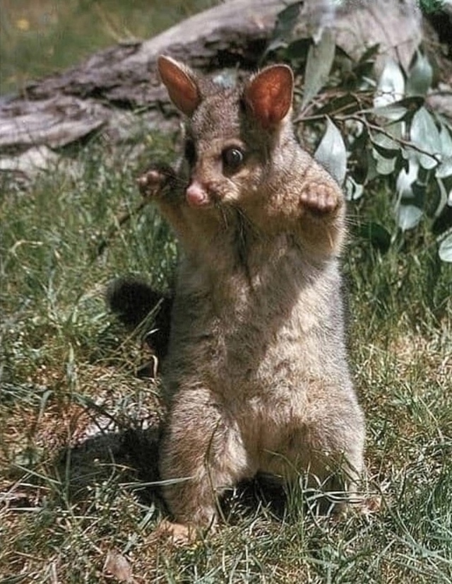 Опасный зверь
Лисий кузу демонстрирует всю свою мощь ?...