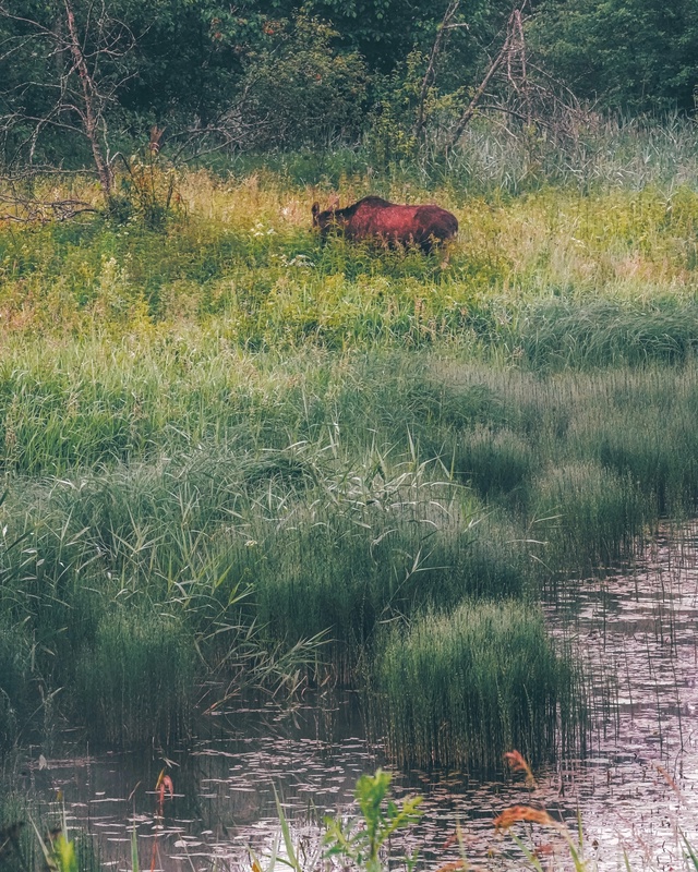 Утренний лосяш у реки Сутка 🦌
📷 Сергей Чекалов
