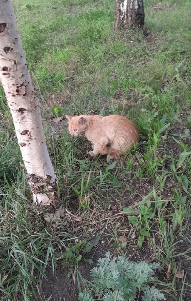 Потерялся кот . Кличка Рыжий. Если кто увидел или знает ...