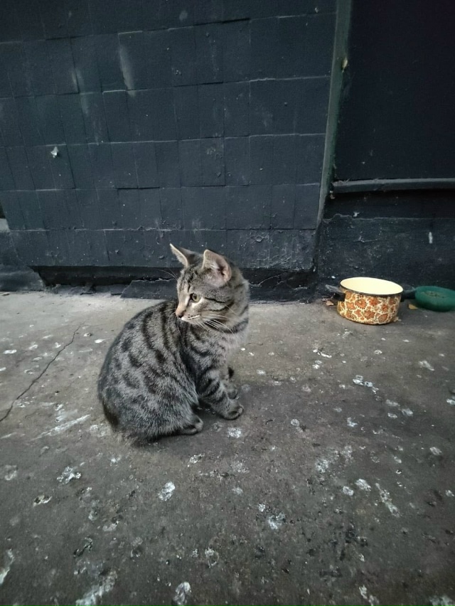 🆘Санкт-Петербург!🆘 СРОЧНО!🆘
Мальчик Гаврюша ищет до...