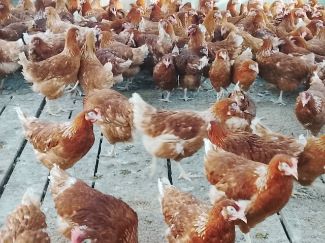 Дорогие Друзья! Набираем заявку на доставку Кур несу?...