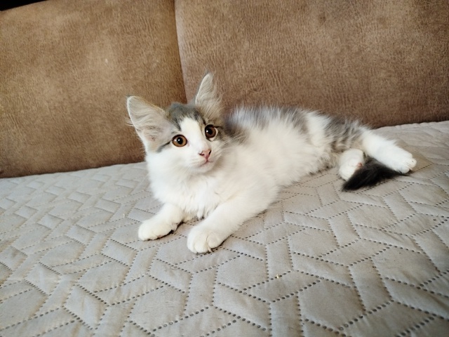 В добрые руки просится вот такая красотка. 🙃
К лотку п?...