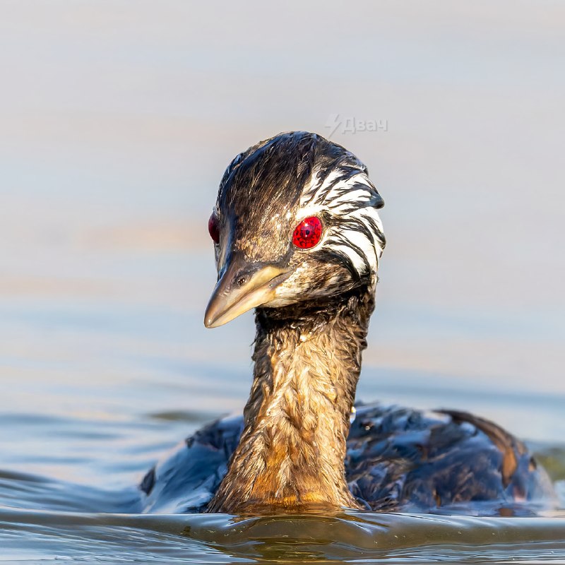 В Южной Америке нашли птицу с Шаринганом
Зовут её белохохлая поганка. Её главная фишка — ярко-красн