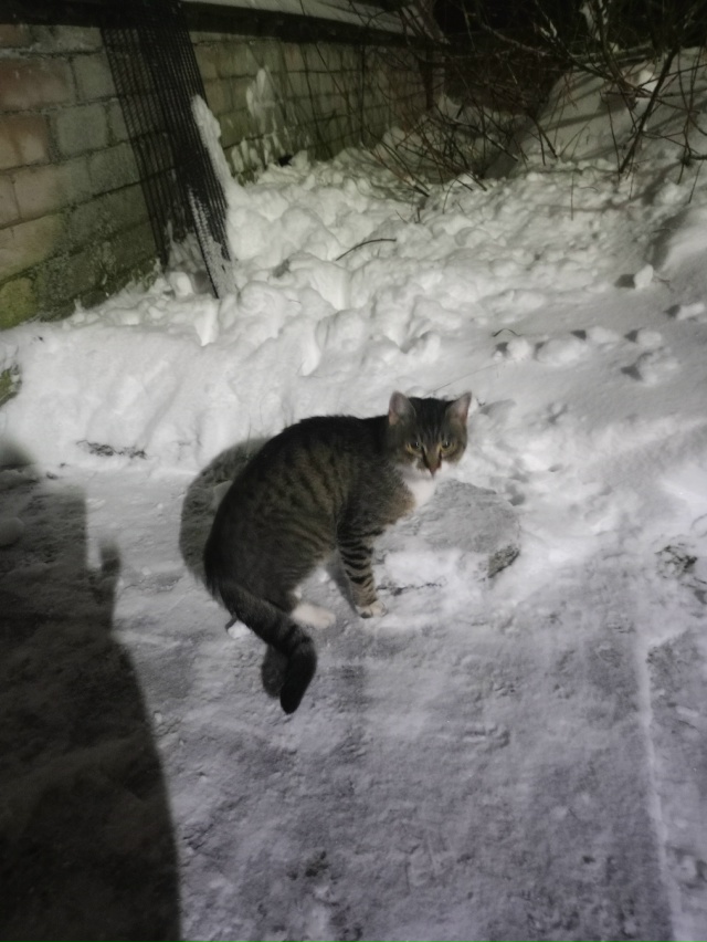 Чей кот или кошка, примерно неделю назад появился в под...