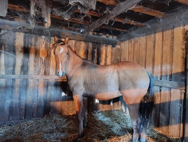 Продам прошлогоднего жеребчика.Цена 80 тыс.Тел. 89510371565