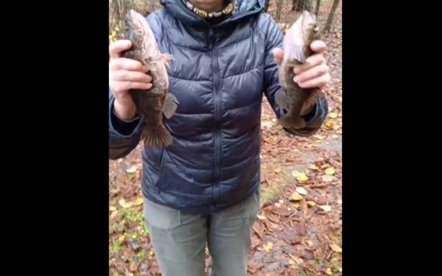 🐟 Сегодняшняя охота на крупных ротанов. Анон