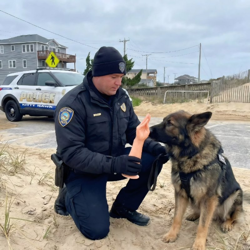 Кто-то сгенерировал эти картинки, на которых полицейская собака нашла потерянный протез руки для баб