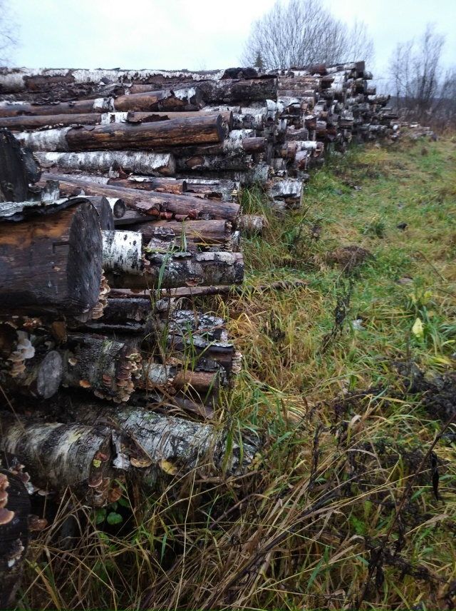 Литературных слов нет. Варвары. Столько леса сгноили, в...