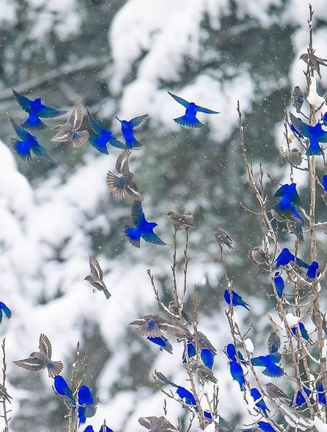 Грандала или Лазоревая птица
Самцы блистают синевой, ?...