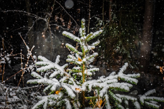 Первый снег 21 октября 2021г.
Фото: Юрий Жарков