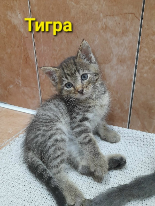 Мы КОТЯТА, шустрые ребята 😽,
Очень ИЩЕМ ДОМ 🏠,
Чтоб сч?...