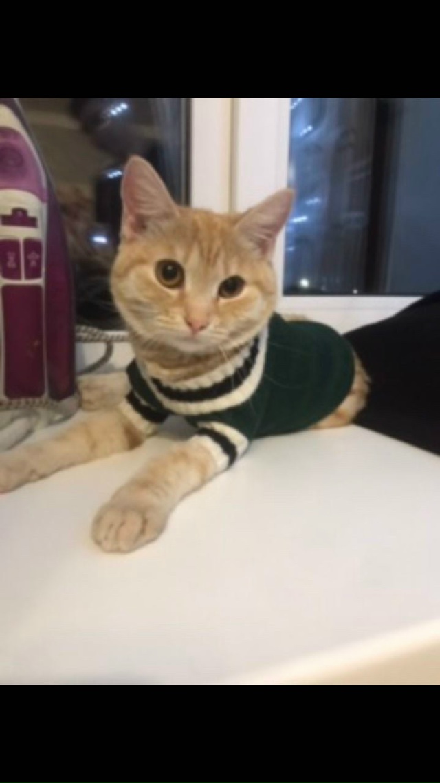 Пропала кошечка на Октябрьской 62 ,отвлекается на имя ?...