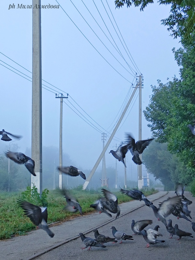 Утро туманное...🌫Всем хорошего дня и отличного настро?...