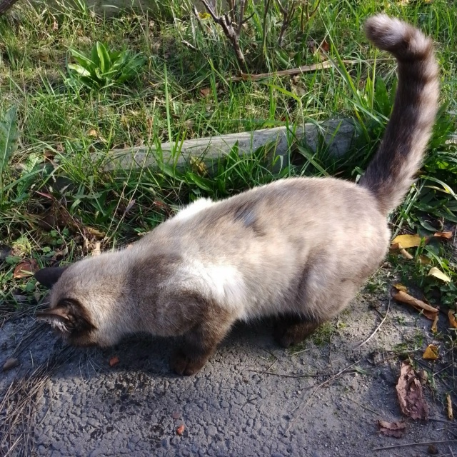 Добрый день. Нашли котика забрали на передержку ищем х?...