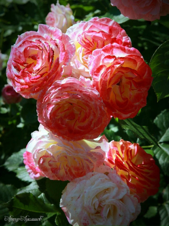 Петергоф. Сад Фермерского дворца. Лето-2025.
Фото и комм...