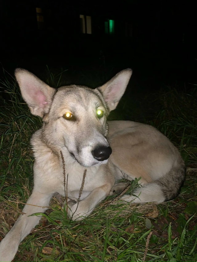 Несколько дней в Апатитах гуляет пес, в первые дни был ?...