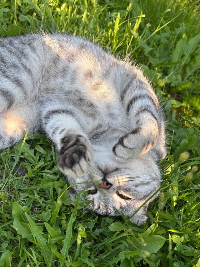 Чей котик? Крутая гора.