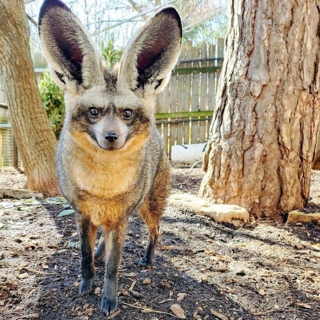 Большеухая лисица: триада в поисках навоза Это больше...