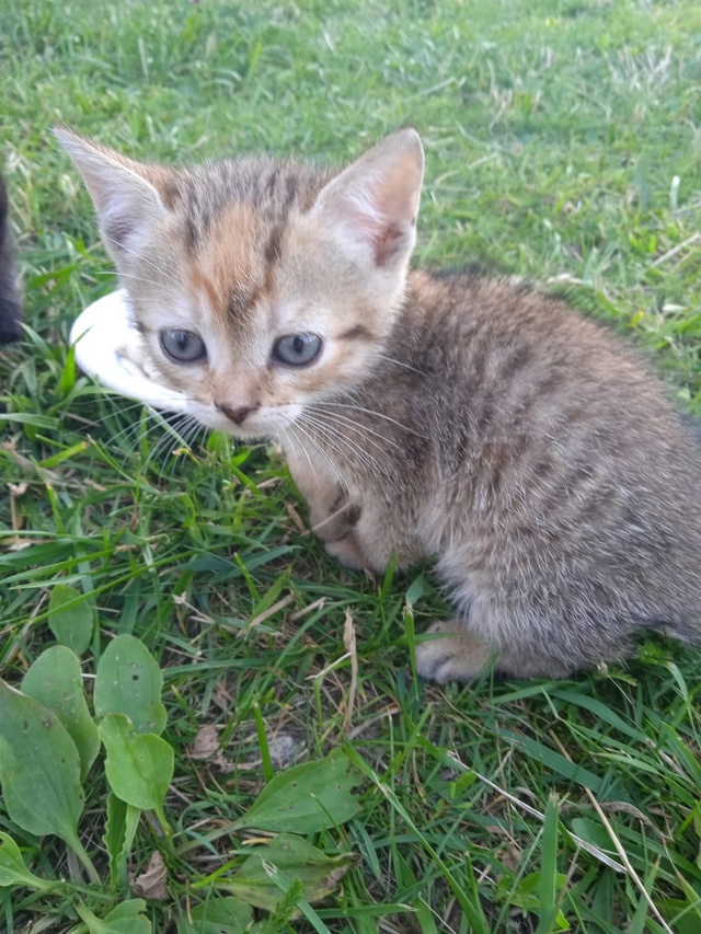 Кошечка 1,5 мес., в добрые руки. 8 920 886 78 76. ?...