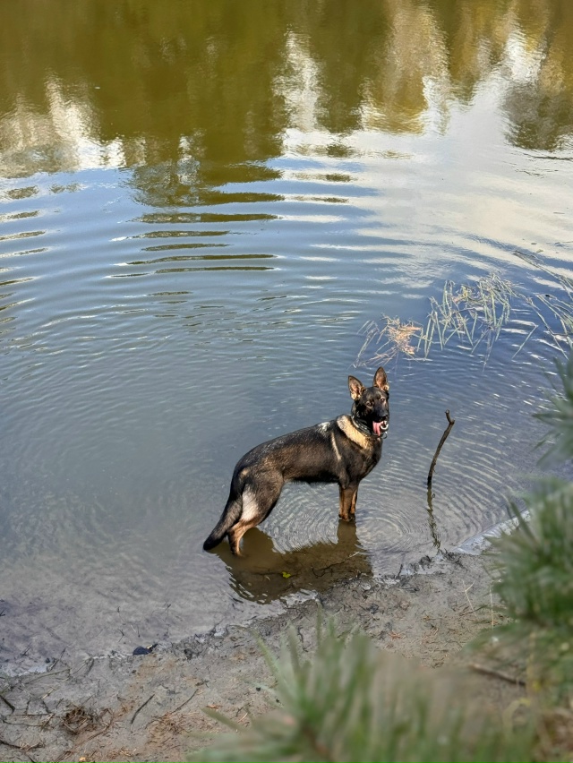 Сегодня вечером в районе 19:00 ,убежал щенок овчарки.Если...