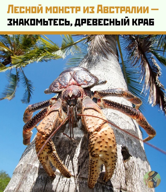 Австралийский древесный краб: кокаиновый вор или прос?...