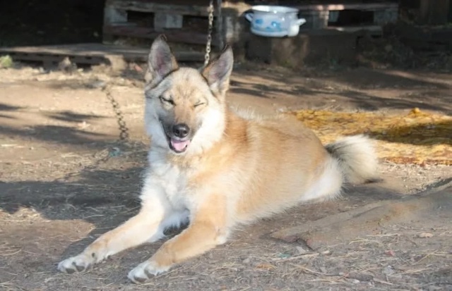 Альфочка ищет хорошую семью! 🙏🐕 Пристраивается в от...