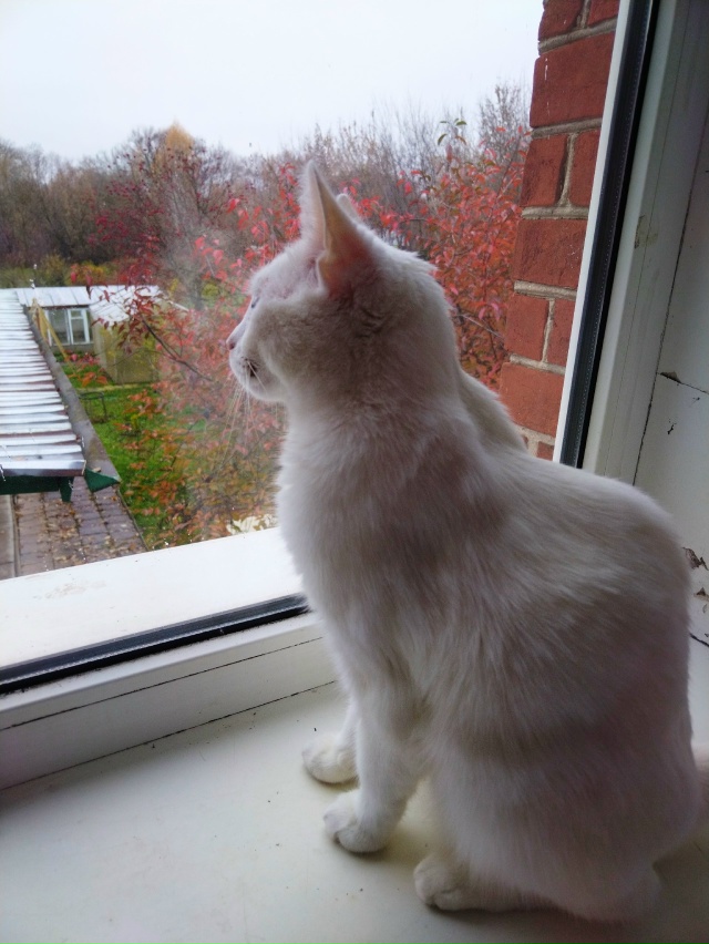 А за окном - осень... 🍁🍂