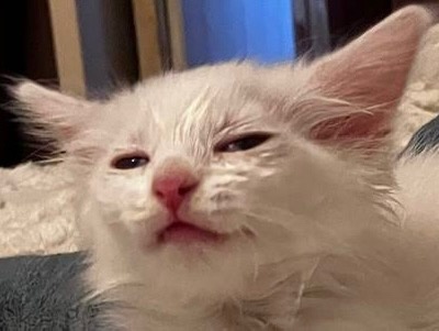 завела котенка.
его первое фото: